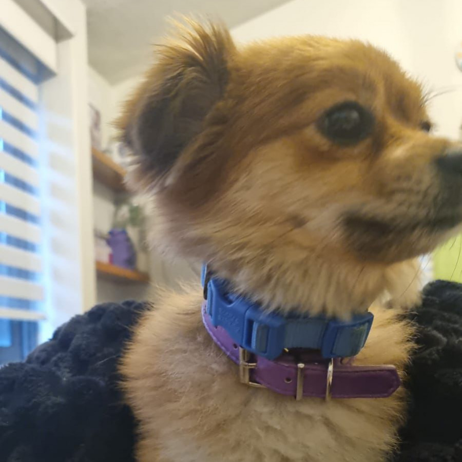 ULANI | Raza Pomerania | Perdida
