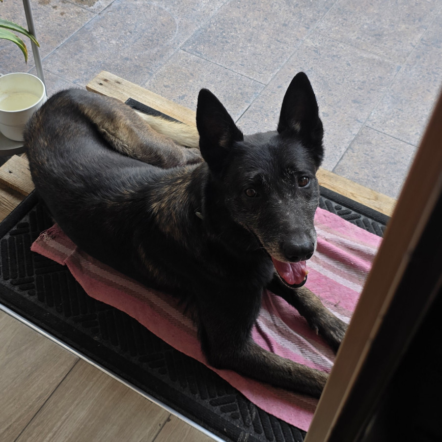  | Raza Pastor Belga Malinois | Encontrado