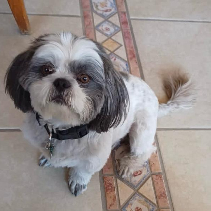 YOSHI | Raza Shih Tzu  | Perdido