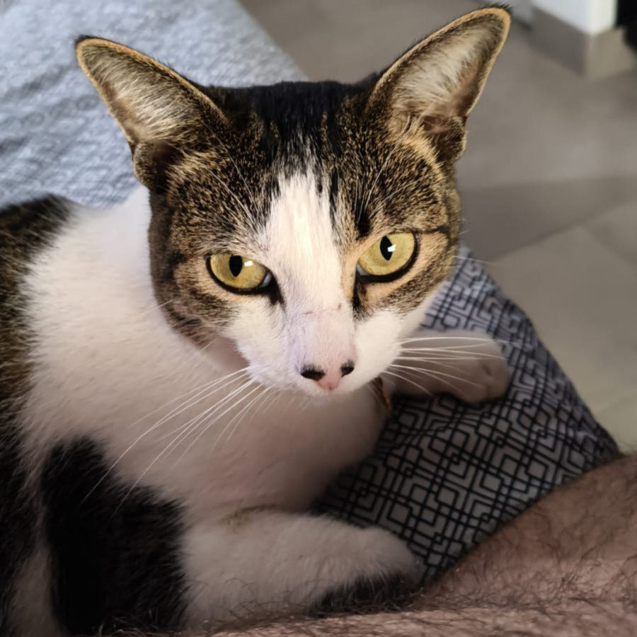 MIKO | Raza Doméstico Américano de Pelo Corto | Perdida