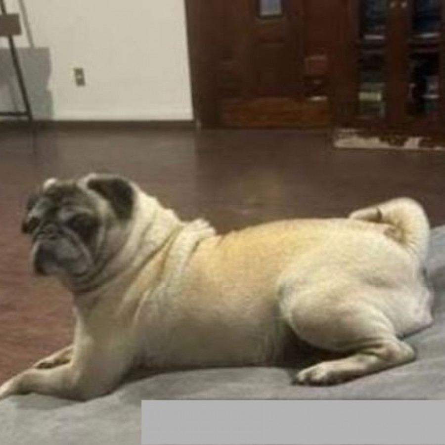 AKIRA | Raza Pug o Carlin | Perdida