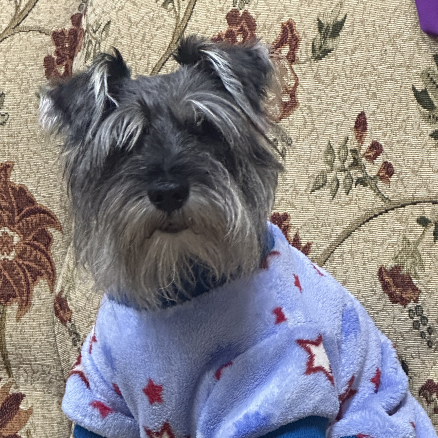 SHAGGY | Raza Schnauzer Miniatura  | Perdido