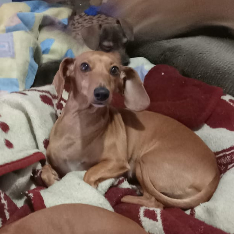 BELLA | Raza Dachshund o Salchicha  | Final Feliz