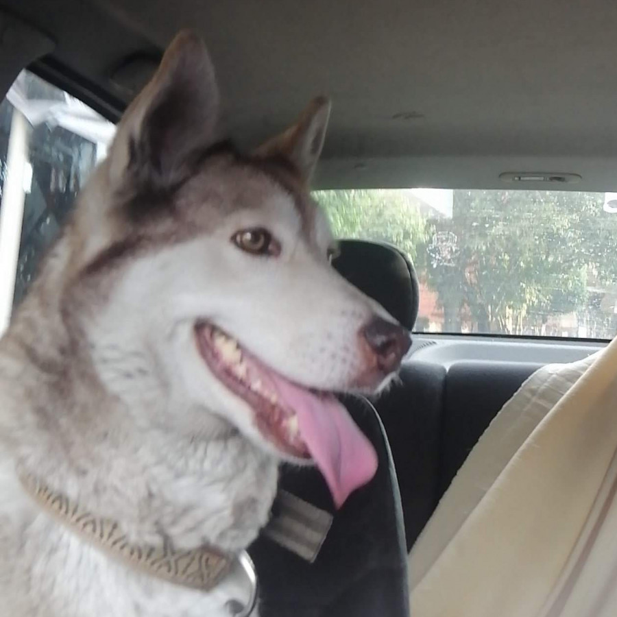 KEIL | Raza Husky Siberiano | Final Feliz