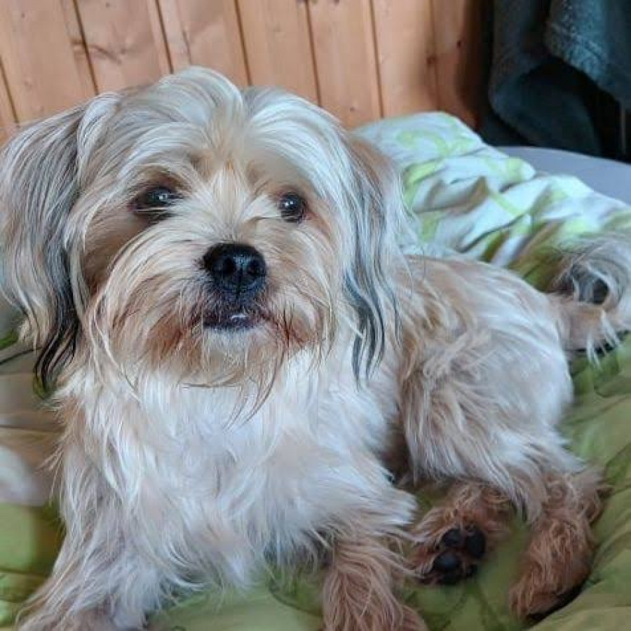 OSITO | Raza Mestizo, cruza de Shih Tzu con Yorkshire Terrier (Yorkie) | Perdido
