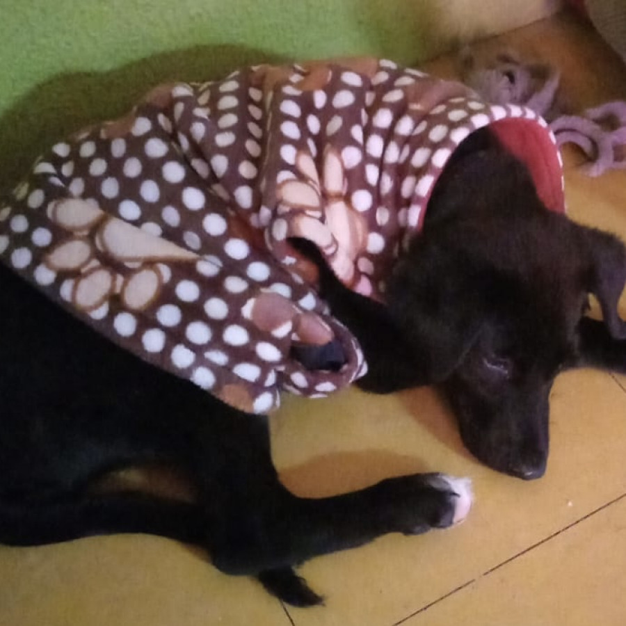  | Raza Mestiza | Encontrada
