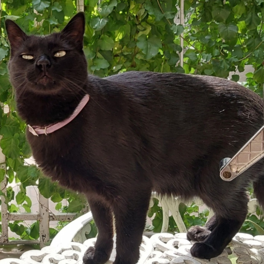 MAVIS | Raza Bombay | Perdido