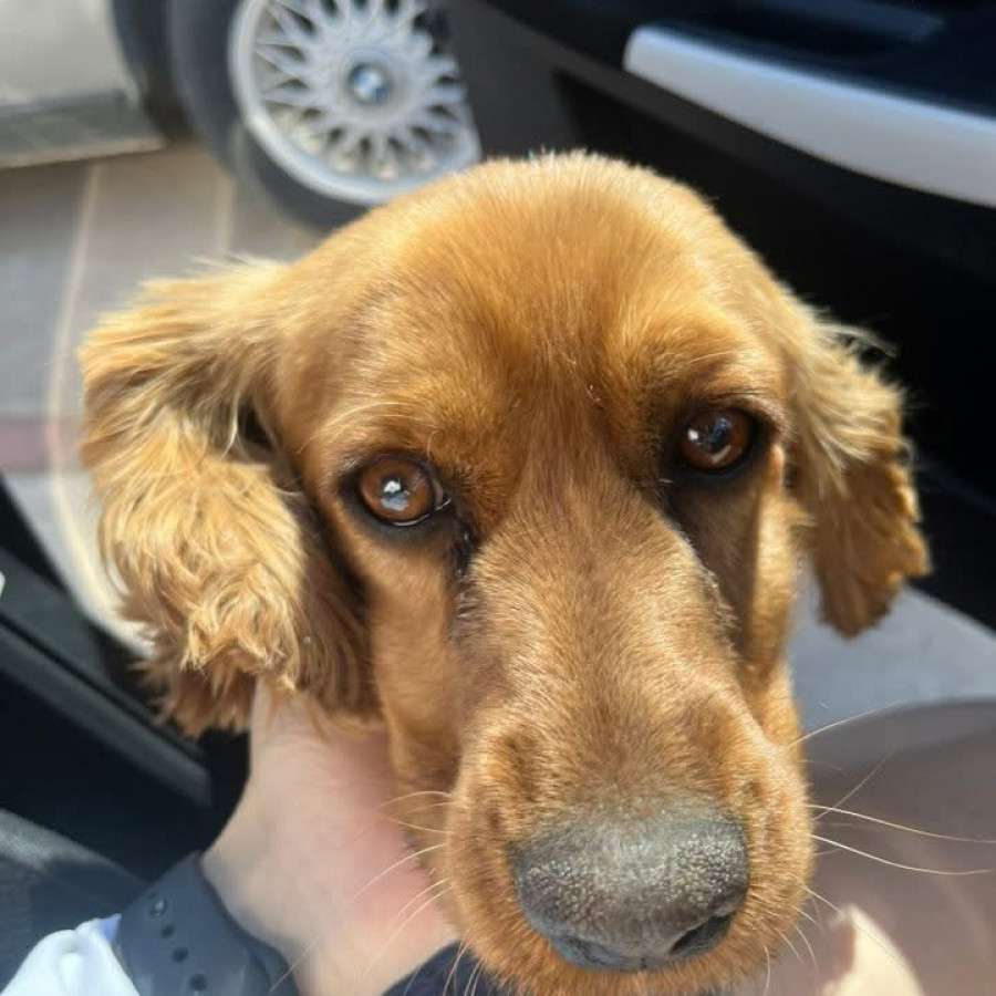 MOLLY | Raza Cocker Spaniel | Perdida