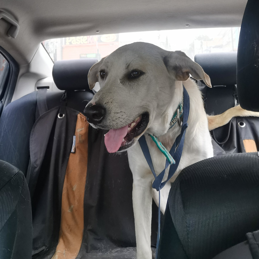  | Raza Labrador  | Encontrado