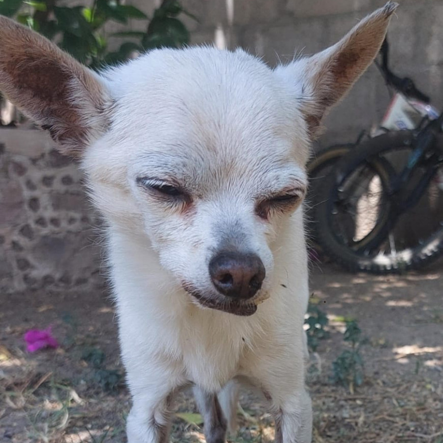 LORD | Raza Chihuahua | Perdido