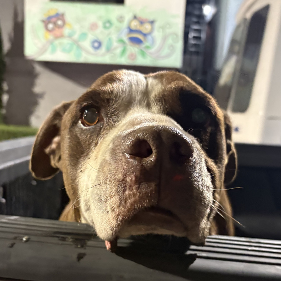  | Raza American Pitbull Terrier | Encontrado