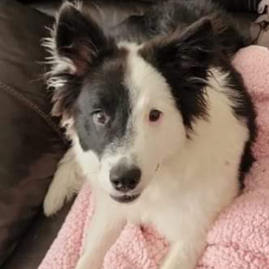 DUQUE | Raza Border Collie  | Final Feliz