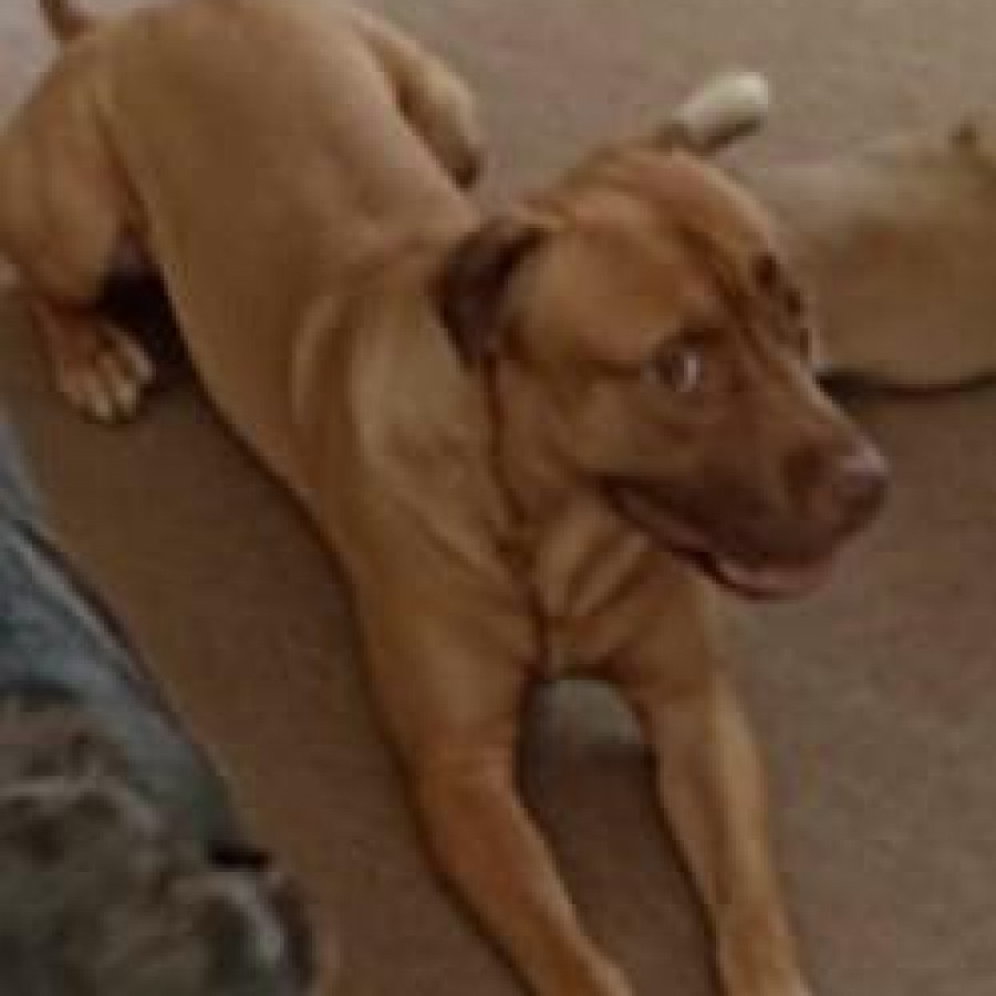 LEÓN | Raza Mestizo,  cruza de American Pitbull Terrier | Perdido