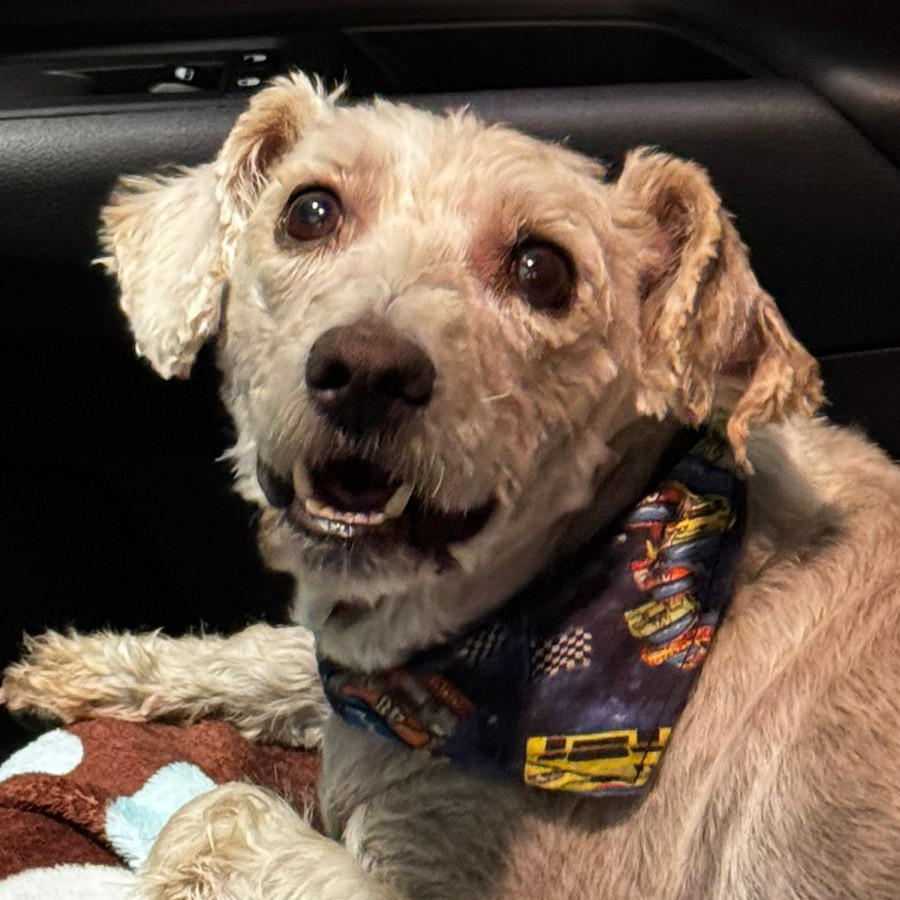  | Raza Mestizo | Encontrado