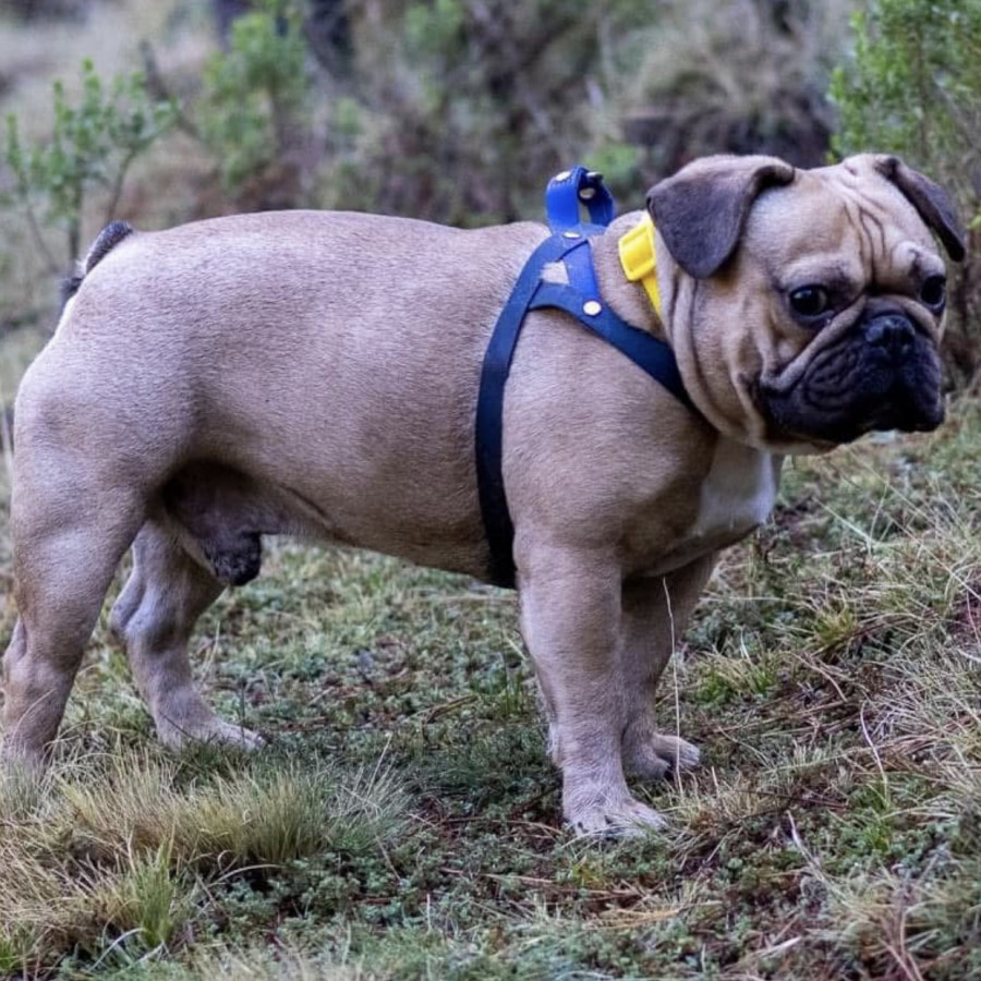 RIGO | Raza Mestizo, cruza de Bulldog Francés con Pug | Perdido