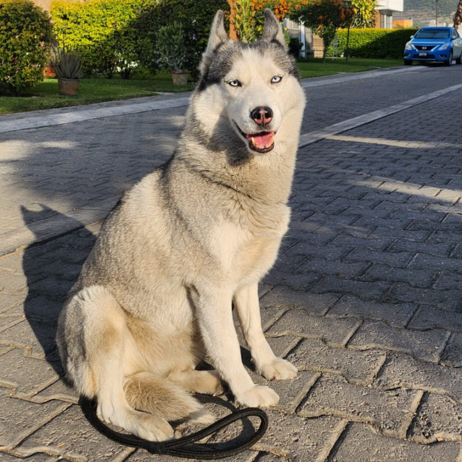 BRUJA | Raza Husky Siberiano | Perdida