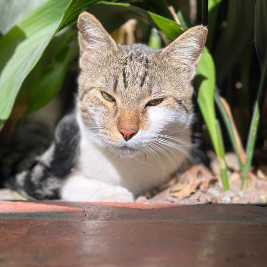 CHIQUI | Raza Doméstico Américano de Pelo Corto | Final Feliz