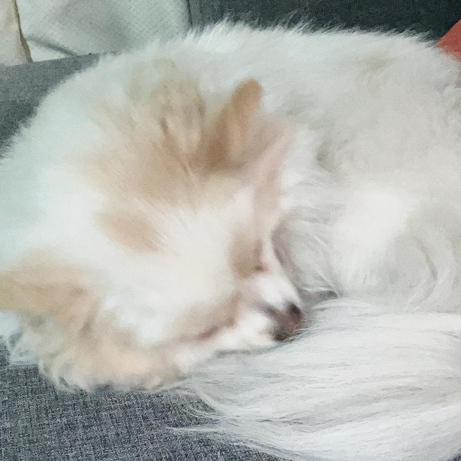 YUKI | Raza Pomerania | Perdida