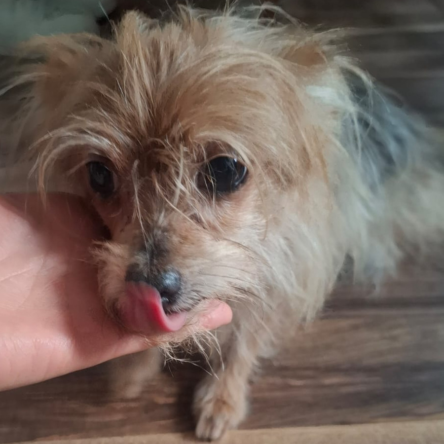  | Raza Yorkshire Terrier (Yorkie) | Final Feliz
