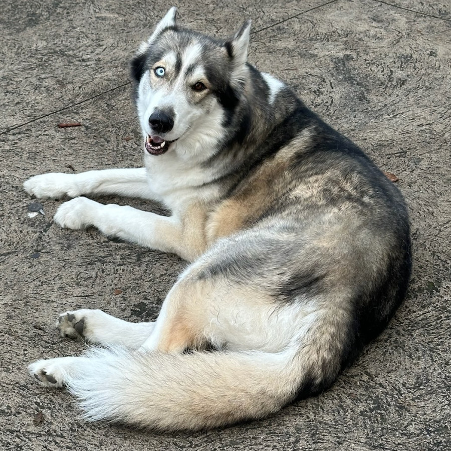 ZEUS | Raza Husky Siberiano | Perdido
