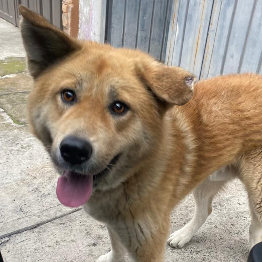 OSO | Raza Mestizo | Perdido