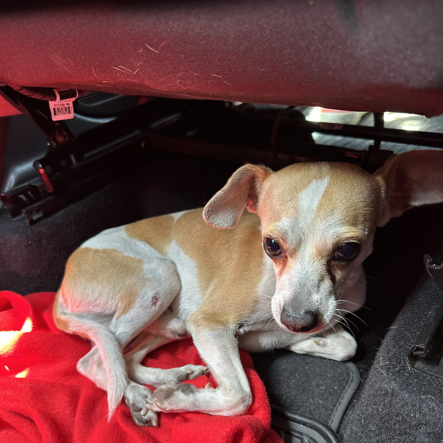  | Raza Mestizo, posible cruza de Chihuahua | Encontrado