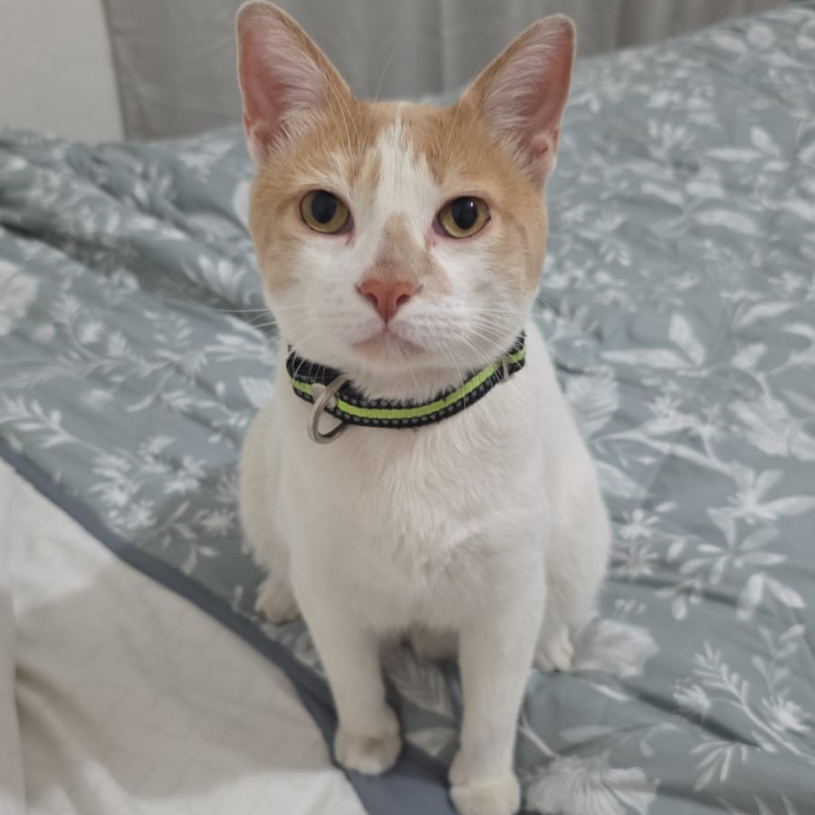 CAMILO | Raza Doméstico Americano de pelo corto | Final Feliz