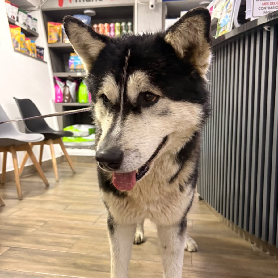  | Raza Husky Siberiano | Encontrado