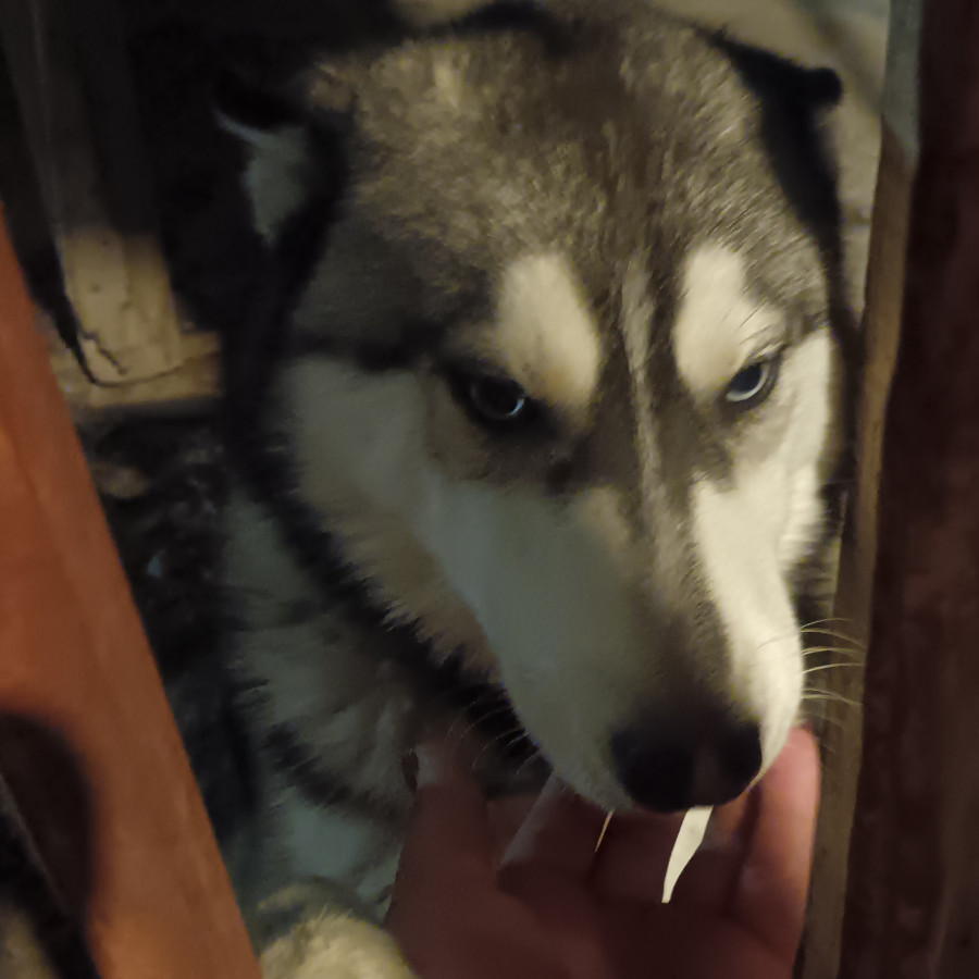  | Raza Husky Siberiano | Encontrada