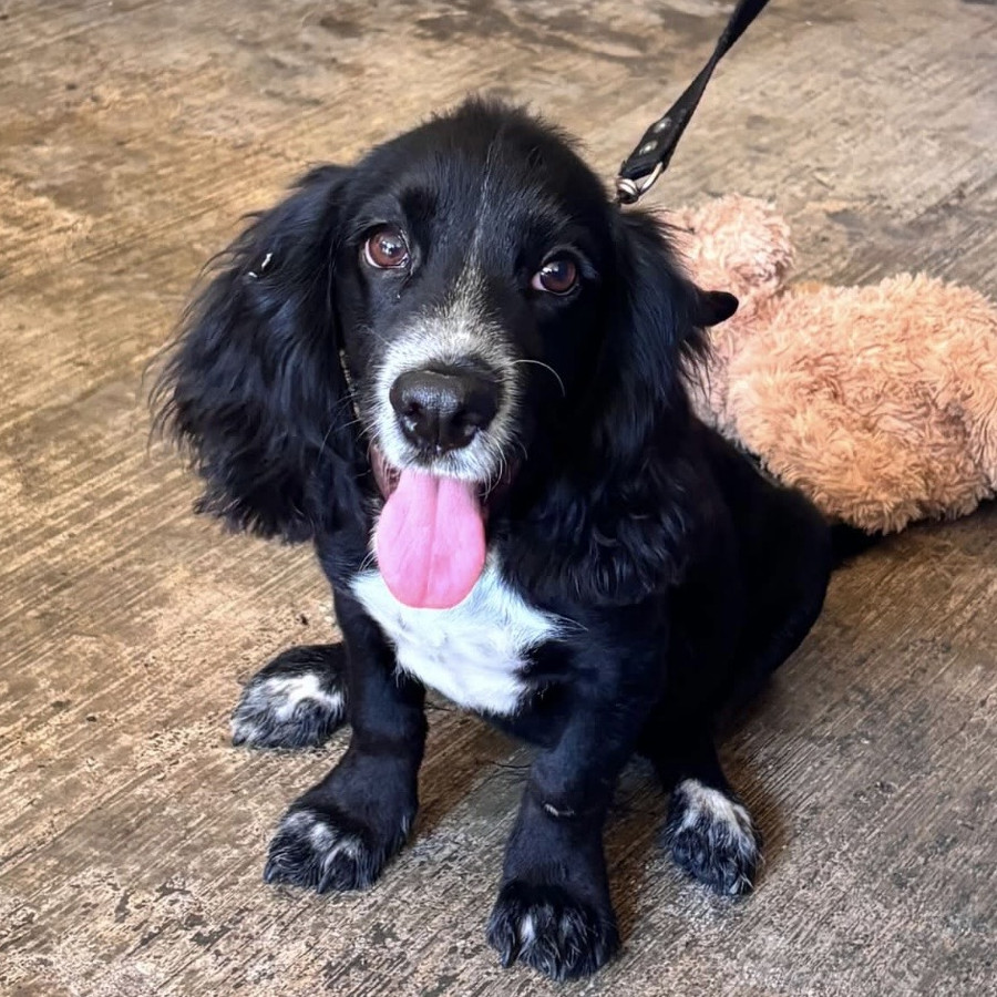 CHESTER | Raza Cocker Spaniel | Perdido