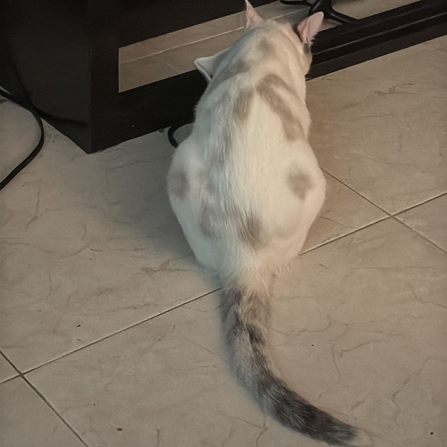 BELLA | Raza Aslan o Siamés moderno, punto Calicó | Final Feliz