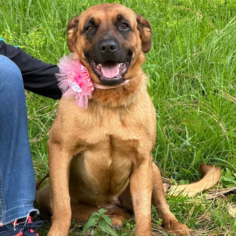 KYRA | Raza Mestiza, cruza de Pastor Belga Malinois | En Adopción