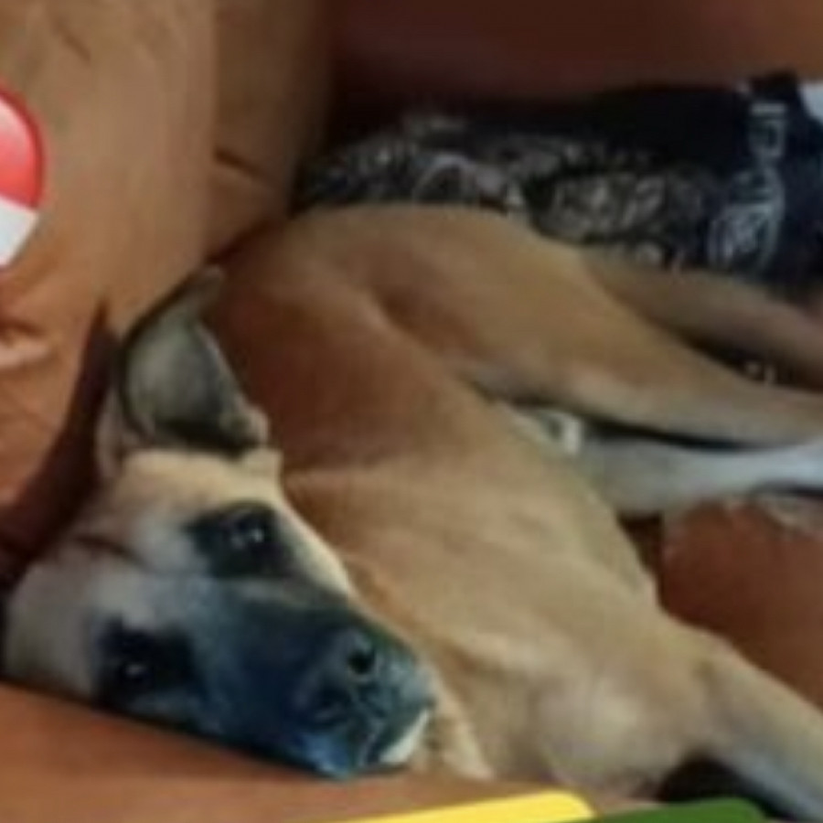 BEETHOVEN | Raza Mestizo, cruza de Pastor Belga Malinois | Perdido