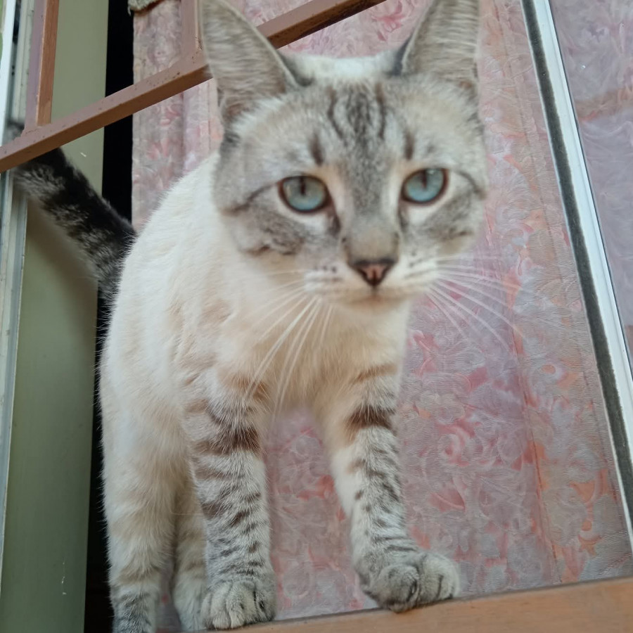 LUNA | Raza Aslan o Siamés moderno, punto tabby | Final Feliz