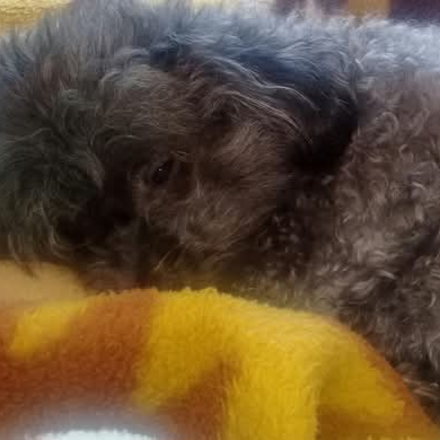 LUPITA | Raza French Poodle o Caniche | Perdida