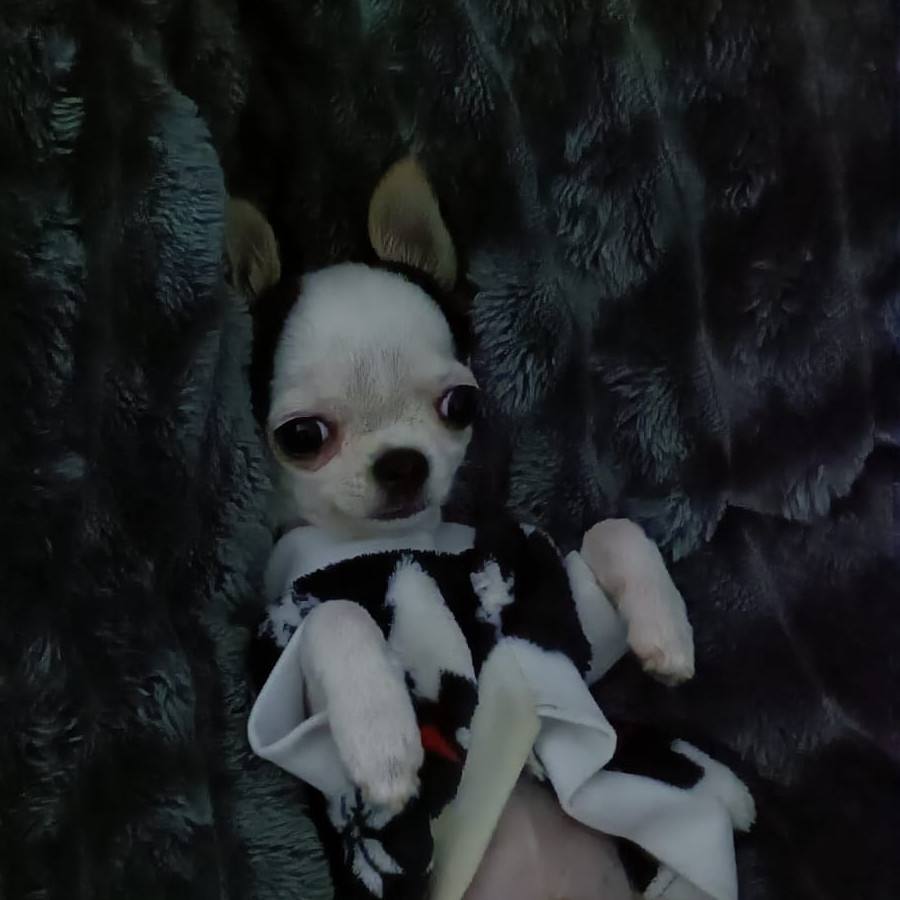 PUKI | Raza Chihuahua | Perdido