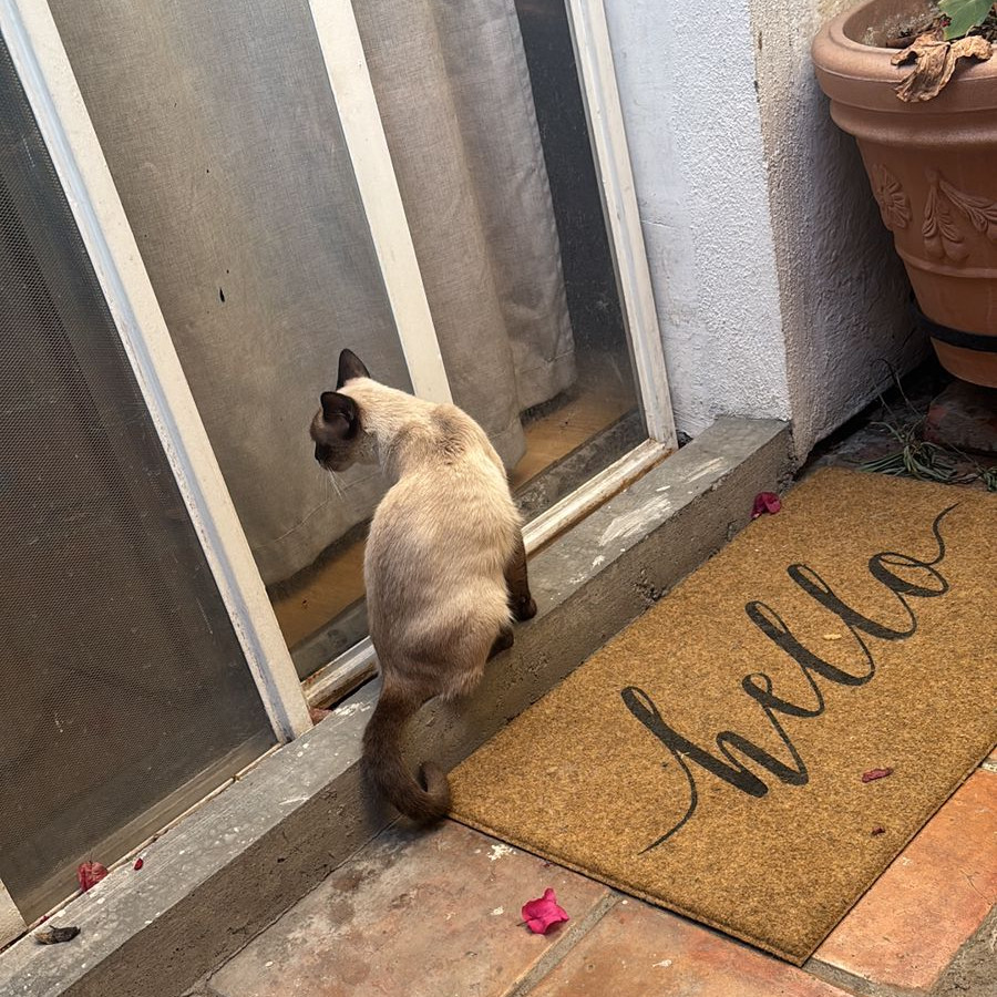 CATTIE | Raza Siamés Punto Chocolate | Perdida