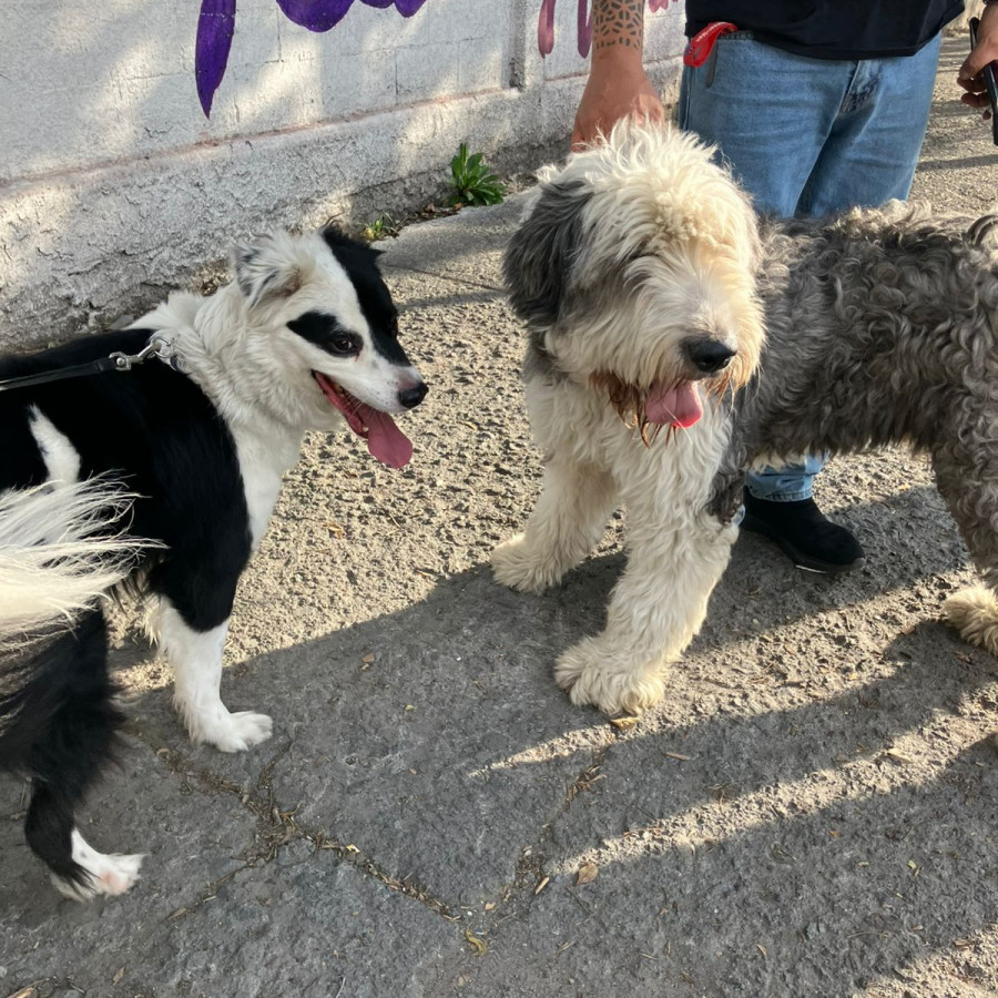  | Raza Viejo Pastor Inglés y Cruza de Border Collie | Final Feliz