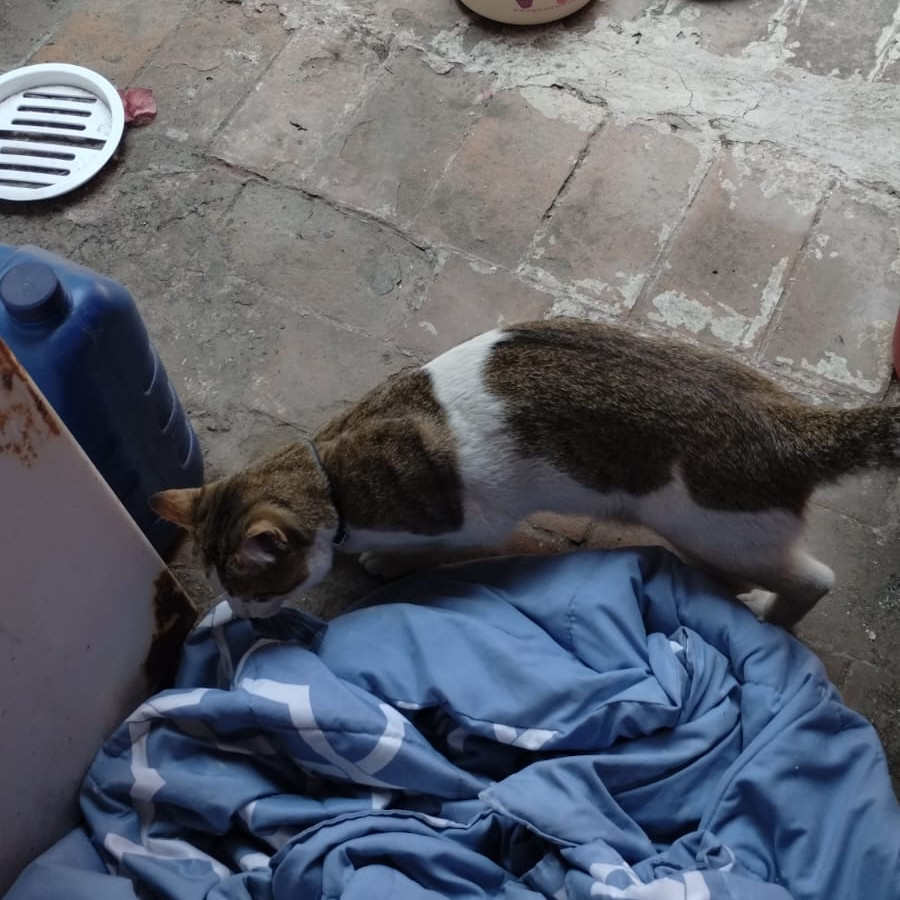  | Raza Doméstico Américano de Pelo Corto | Encontrado