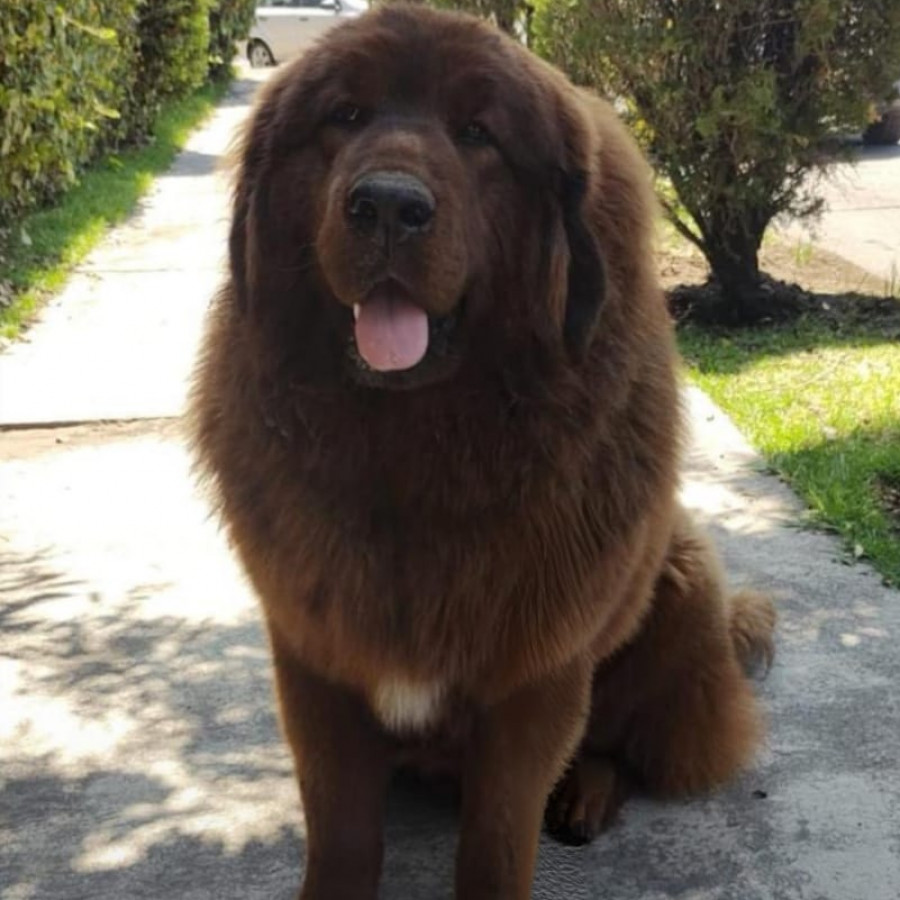 DORIS | Raza Mastín Tibetano o Dogo del Tíbet | Final Feliz