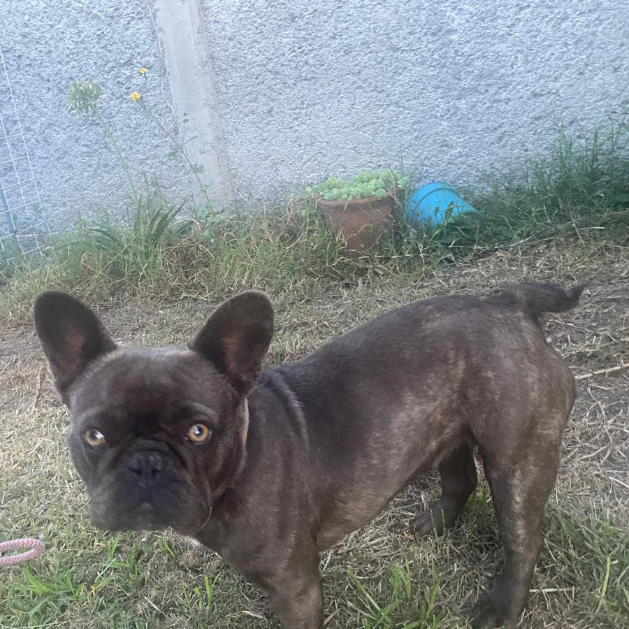 BIMBA | Raza Bulldog Francés  | Perdida