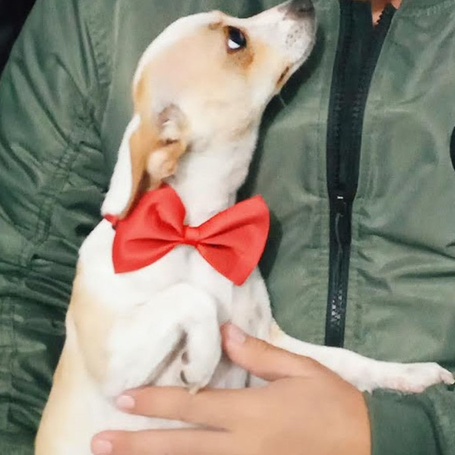 MANTEQUILLA | Raza Chihuahua | Perdida
