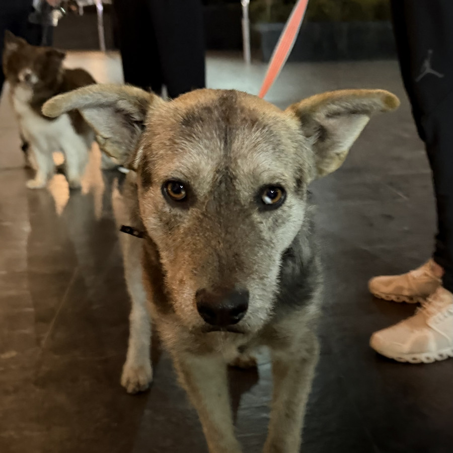 BRUNO | Raza Mestizo | En Adopción