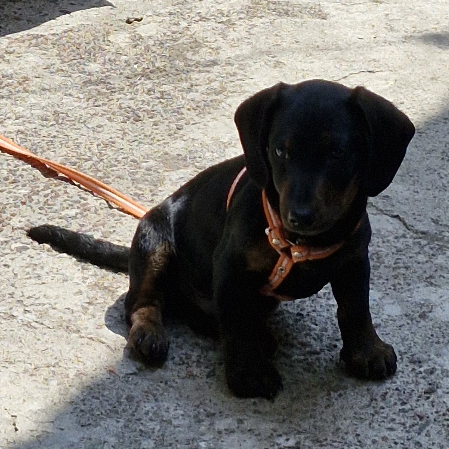 FÉNIX | Raza Dachshund o Salchicha  | Perdido