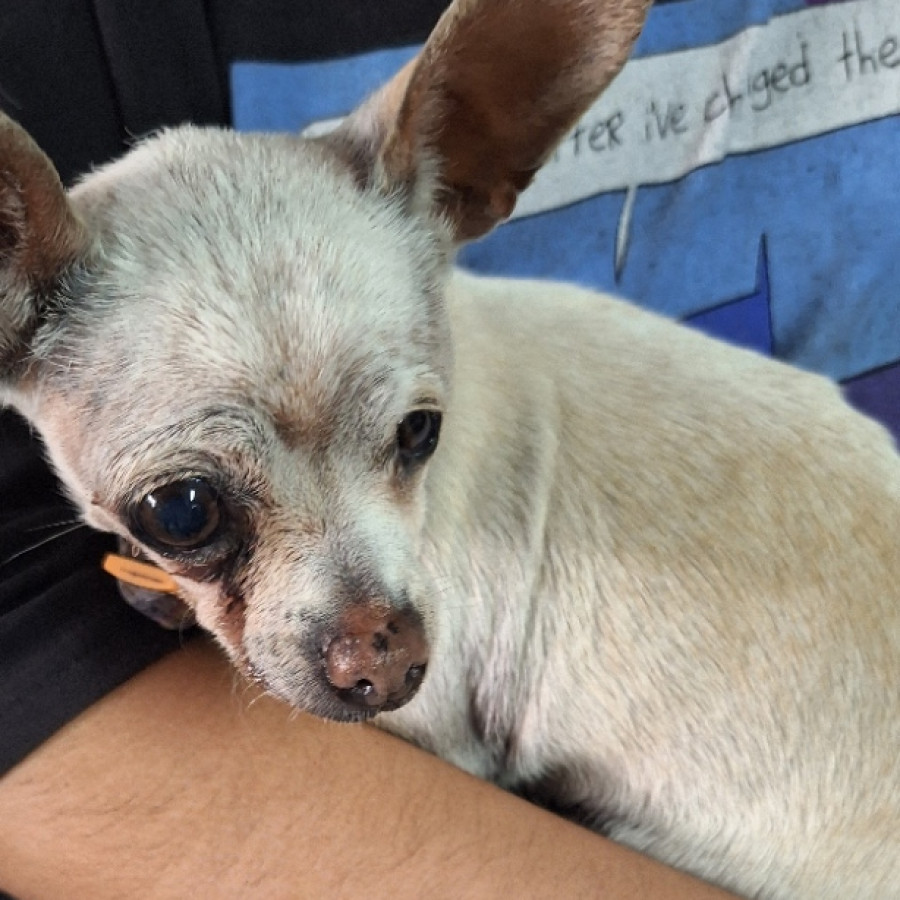  | Raza Chihuahua | Encontrada