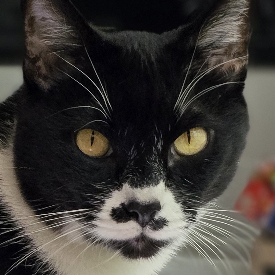 JACK JACK | Raza Doméstico Américano de Pelo Corto | Perdido
