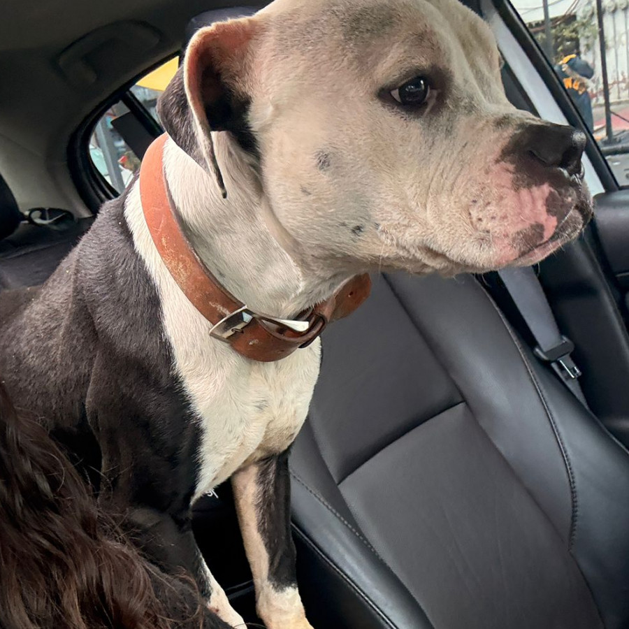  | Raza Mestizo, cruza de American Pitbull Terrier | Encontrado