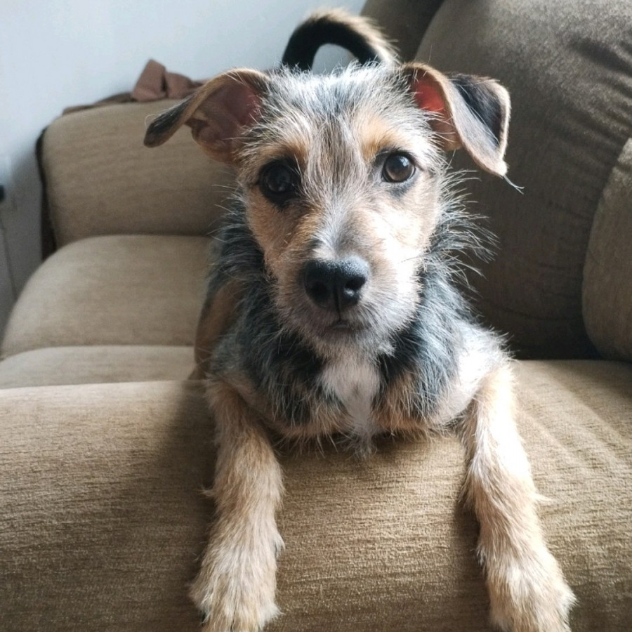 DUKE | Raza Mestizo, cruza de Chihuahua con Yorkshire Terrier  (Yorkie) | Perdido