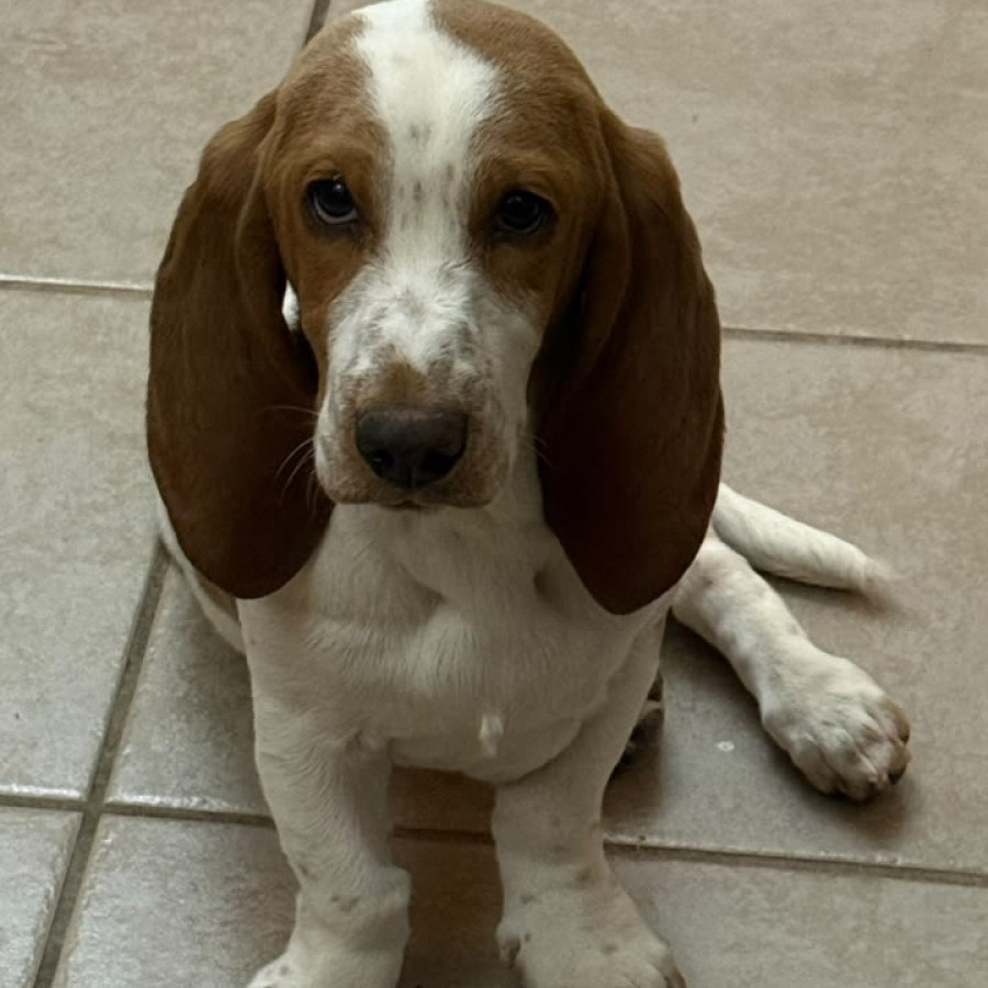 PETUNIA | Raza Basset Hound | Perdida