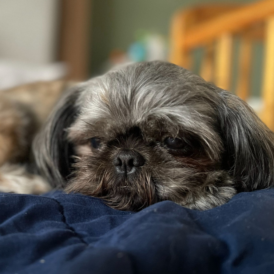 BRUNO | Raza Shih Tzu  | Perdido